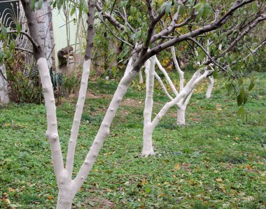 Whitewash of fruit trees in the orchard for protection against pests and sunburn.