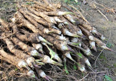 Yığının üzerinde taze, kazılmış yaban turpu kökü var.