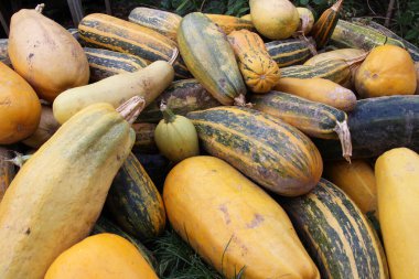 Toplanan kabak hasadı bir yığın içinde yatıyor.