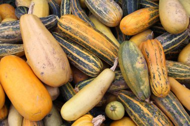 Toplanan kabak hasadı bir yığın içinde yatıyor.