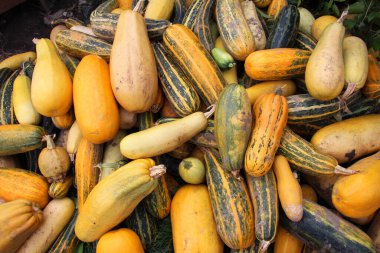 Toplanan kabak hasadı bir yığın içinde yatıyor.