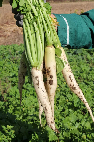 The root fruit of the daikon radish crop is harvested in the field