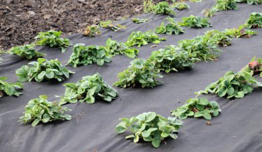 Açık arazide siyah agrofibe kullanarak çilek yetiştiriyor.