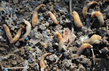 Zehirli yem kullanılmasıyla, salyangozlar bitkilere büyük zarar verdi.