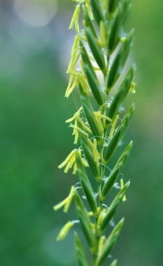 Vahşi doğada, tarlada sürünen bir ot (Elymus tövbe eder) buğday çimi yetişir.