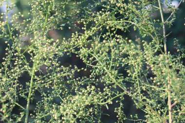 Vahşi doğada yıllık pelin otu (Artemisia annua) yetişir.