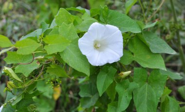 Bitki tohumu Calystegia sepiumu vahşi doğada yetişir.