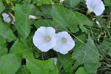 Bitki tohumu Calystegia sepiumu vahşi doğada yetişir.