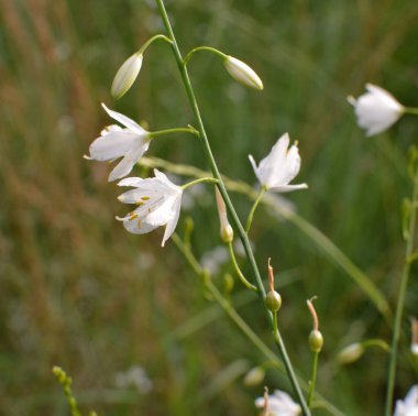 Anthericum ramosum yazın vahşi doğada açar.
