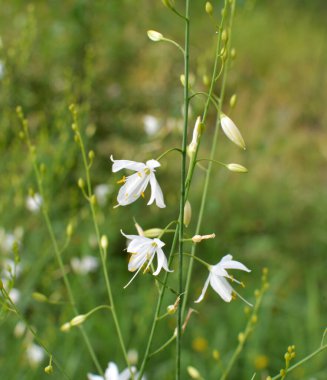 Anthericum ramosum yazın vahşi doğada açar.