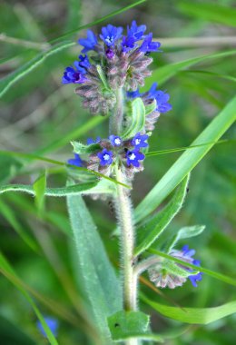 Anchusa çayırda vahşi doğada çiçek açar.