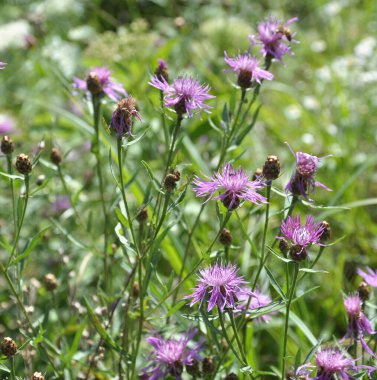 Centaurea jacea çayırda, yabani otların arasında çiçek açar.