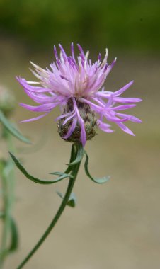 Centaurea jacea çayırda, yabani otların arasında çiçek açar.