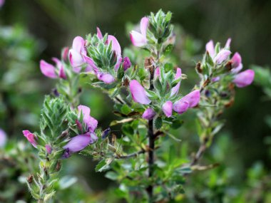 Vahşi doğada, Ononis arvensis çayırda çiçek açar.