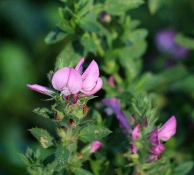 Vahşi doğada, Ononis arvensis çayırda çiçek açar.