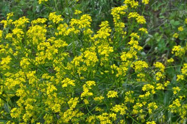 Yabani otlar gibi, bunias orientalis vahşi doğada yetişir.