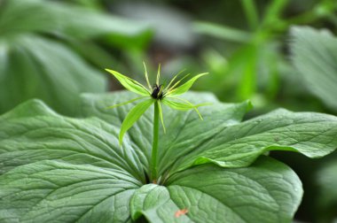 İlkbaharda ormandaki vahşi Paris kuadrifolisi çiçek açar.