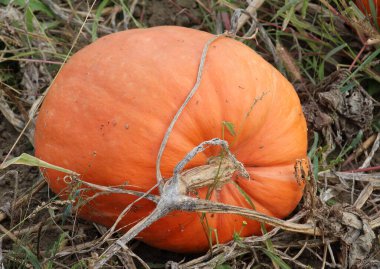 Sonbaharda, çiftlikte olgunlaşan balkabakları