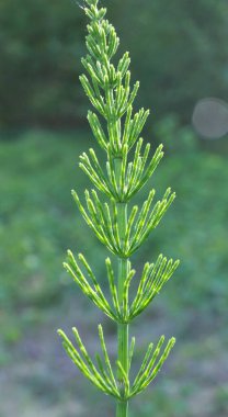 At kuyruğu tarlası (Equisetum arvense) vahşi doğada yetişir..