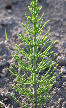 At kuyruğu tarlası (Equisetum arvense) vahşi doğada yetişir..