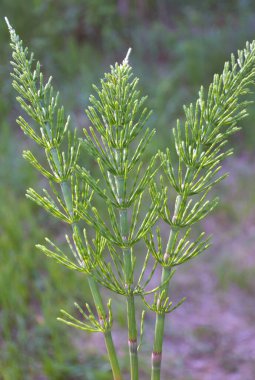 At kuyruğu tarlası (Equisetum arvense) vahşi doğada yetişir..