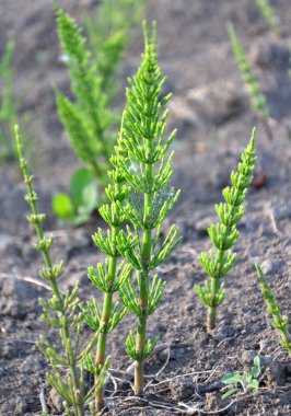 At kuyruğu tarlası (Equisetum arvense) vahşi doğada yetişir..