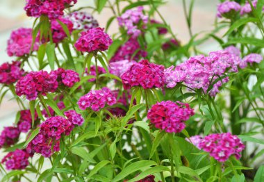 Bahçede çiçeklerin açtığı karanfiller.