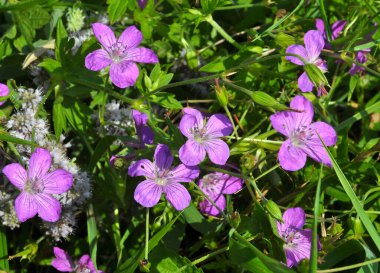 Yaban otlarının arasında büyüyen sardunya