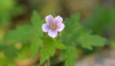 Sibirya sardunyası (Geranium sibiricum) yazın vahşi doğada yetişir