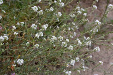 Berteroa incana yabani doğada yetişen bir ot gibi