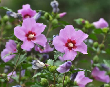 Yazın, doğada amber çiçeği açar.