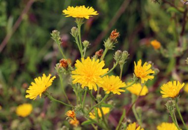 Yazın, Picris hiyeracioides tarladaki bir ot gibi büyür.