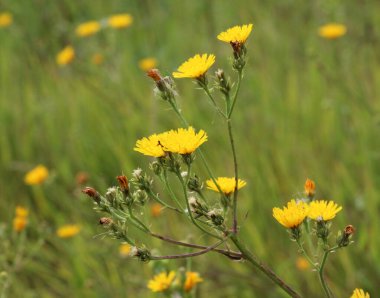 Yazın, Picris hiyeracioides tarladaki bir ot gibi büyür.