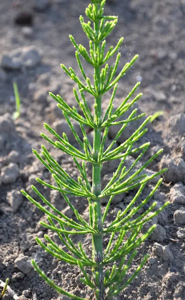 At kuyruğu tarlası (Equisetum arvense) vahşi doğada yetişir..