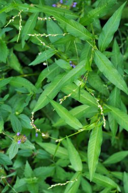 Persicaria hidroterapi kavalcısı otların arasında büyür.