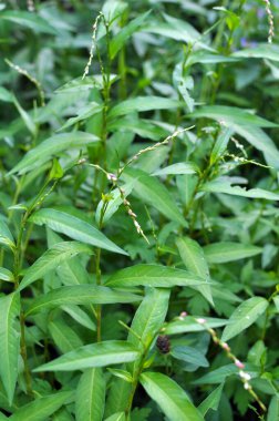 Persicaria hidroterapi kavalcısı otların arasında büyür.