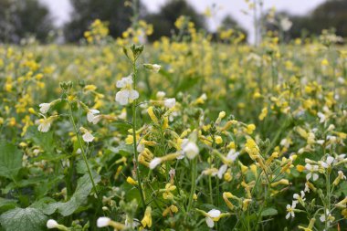 Yeşil organik gübre olarak kullanılacak olan tarlada hardal yetişiyor..