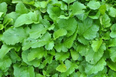 Mustard (Sinapis) is a valuable agricultural crop growing on a farm fiel