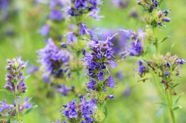 Yazın, hissopus officinalis vahşi doğada yetişir.