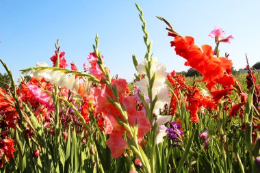 Yazın, gladiolus çiçek tarhında açar.