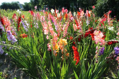 Yazın, gladiolus çiçek tarhında açar.
