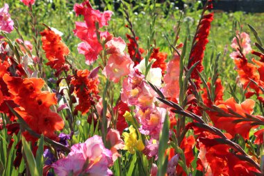 Yazın, gladiolus çiçek tarhında açar.