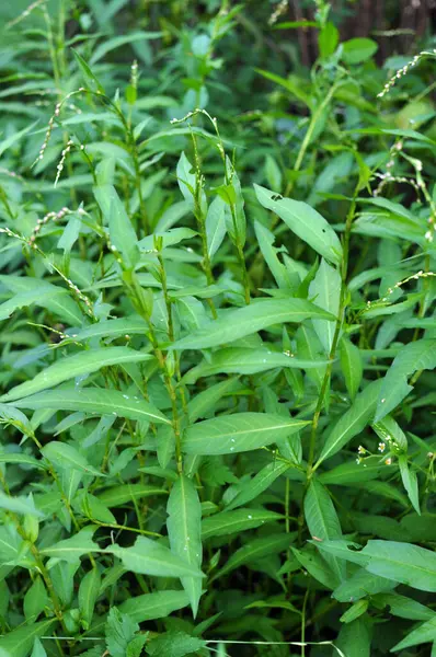 Stock image Persicaria hydropiper grows among grasses in the wil