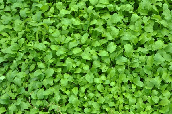 Mustard (Sinapis) is a valuable agricultural crop growing on a farm fiel