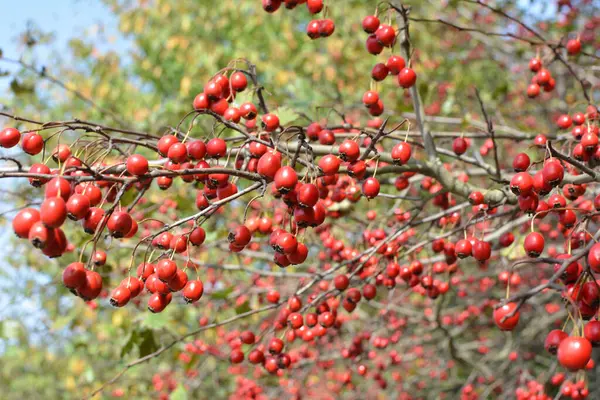 Alıç olgun kırmızı meyve ile Dal (Crataegus)