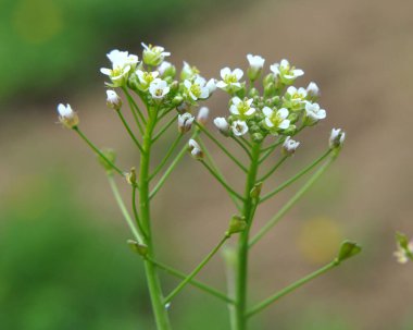 Doğada, tarla Capsella bursa-pastoris yetiştirir.