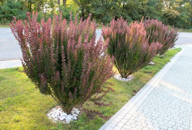 Thunberg's barberry (Berberis thunbergii) grows in the garden in sprin