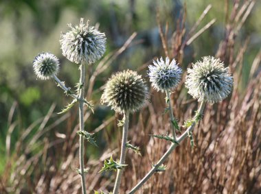 Vahşi doğada, bal bitkisi echinops sphaerocephalus çiçek açar.