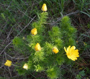 Adonis vernalis, dağlarda yetişir vahşi doğada.