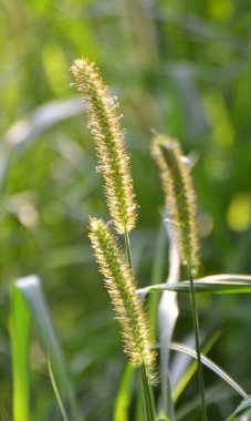 Setaria doğada yetişir..
